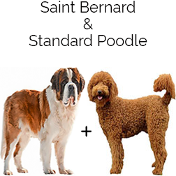 Saint Berdoodle Dog